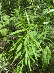 Chamaenerion angustifolium