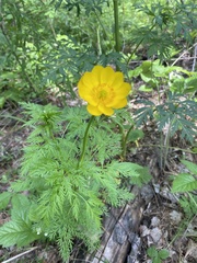 Adonis apennina
