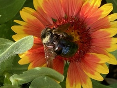 Xylocopa tabaniformis androleuca
