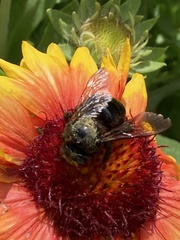 Xylocopa tabaniformis androleuca