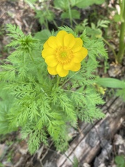 Adonis apennina