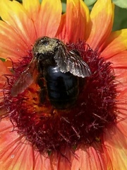 Xylocopa tabaniformis androleuca