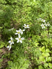 Anemonastrum crinitum