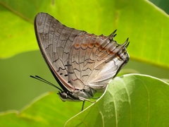 Charaxes viola viola