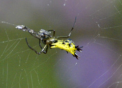Micrathena decorata