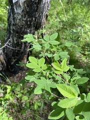 Rosa acicularis
