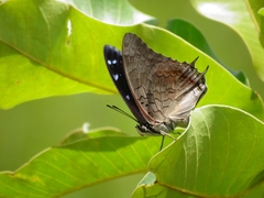 Charaxes viola viola