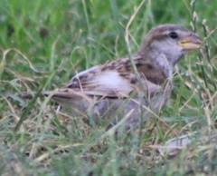 Passer domesticus