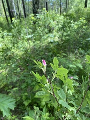 Rosa acicularis