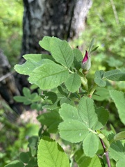 Rosa acicularis