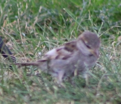 Passer domesticus