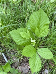 Rubus saxatilis