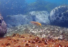 Dinolestes lewini