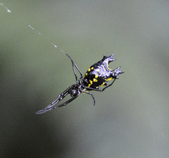 Micrathena decorata