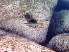 Dinolestes lewini