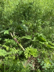 Heracleum dissectum