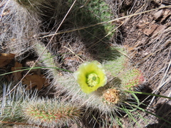 Opuntia trichophora