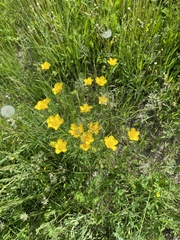 Ranunculus polyanthemos