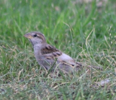 Passer domesticus