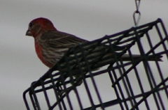 Haemorhous mexicanus