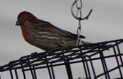 Haemorhous mexicanus