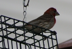 Haemorhous mexicanus