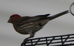 Haemorhous mexicanus