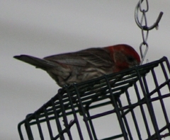 Haemorhous mexicanus