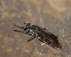 Laphriinae