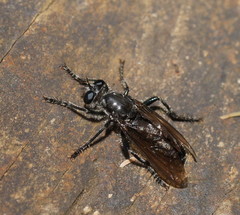 Laphriinae