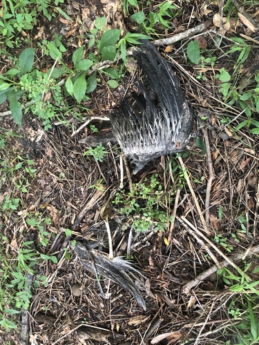 Great Blue Heron photographed in Alabama