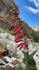 Penstemon cardinalis