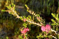 Melaleuca wilsonii