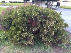 Arctostaphylos densiflora