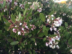 Arctostaphylos densiflora