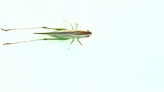 Anisoptera