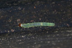 Zomaria interruptolineana