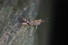 Melanoplus punctulatus