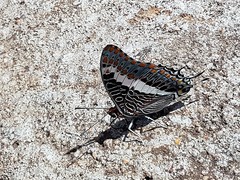 Charaxes saturnus