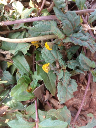 Spilanthes acmella