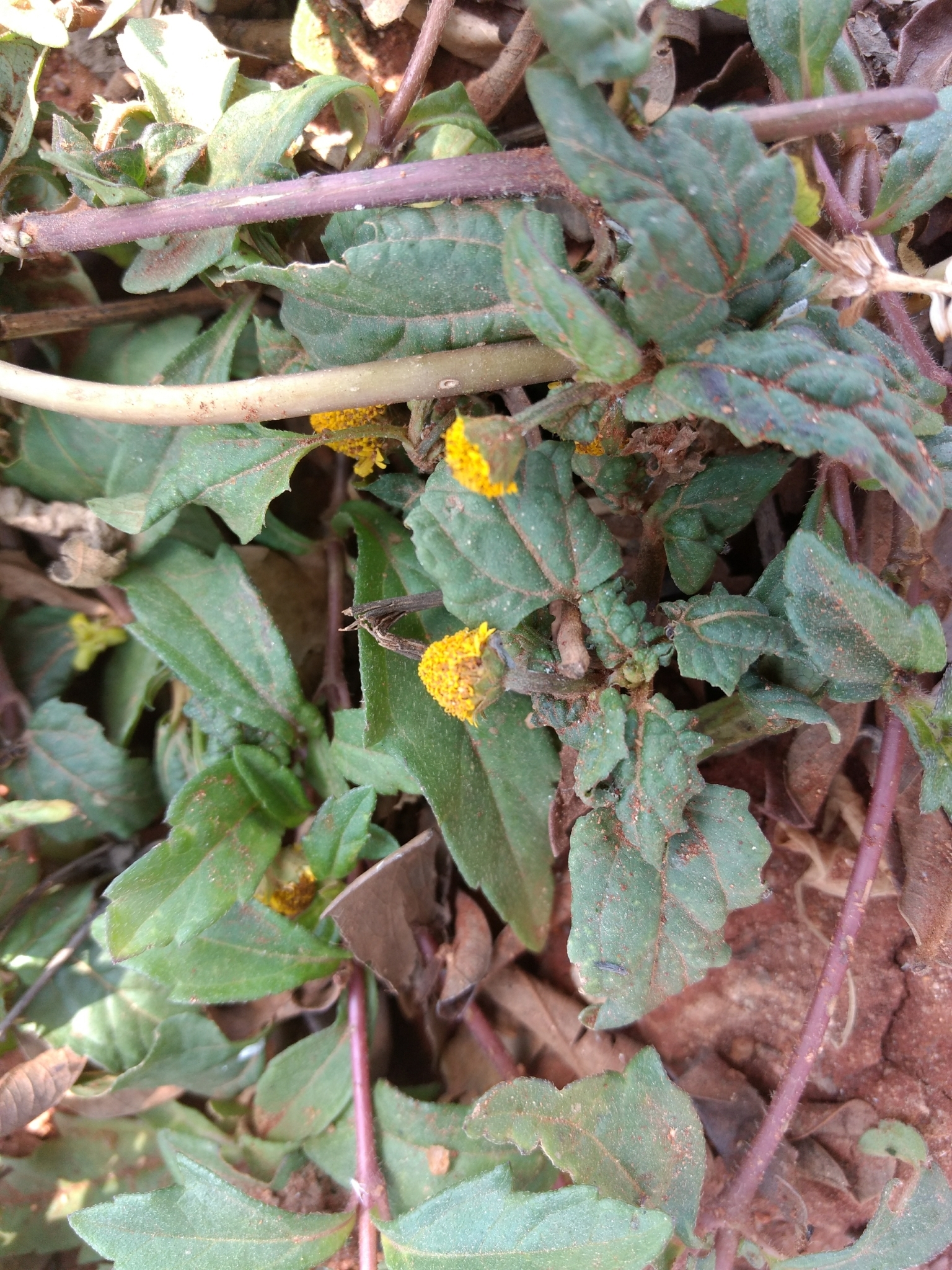 Spilanthes acmella