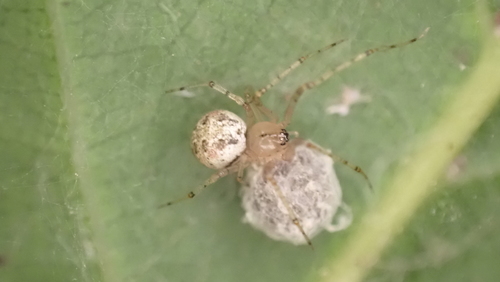 Platnickina nigropunctata