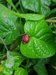 Botanochara macularia