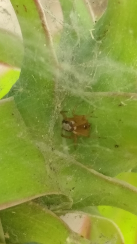 photo of Noble False Widow (Steatoda nobilis)