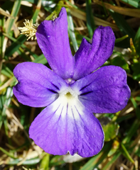 Viola alpina
