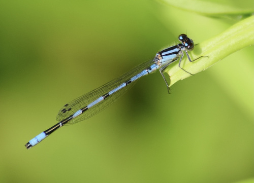 Marsh Bluet photo 6