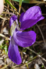 Viola alpina