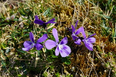 Viola alpina