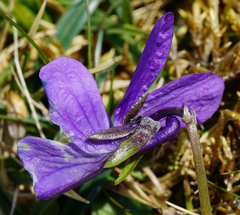 Viola alpina