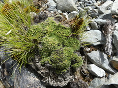 Veronica pulvinaris